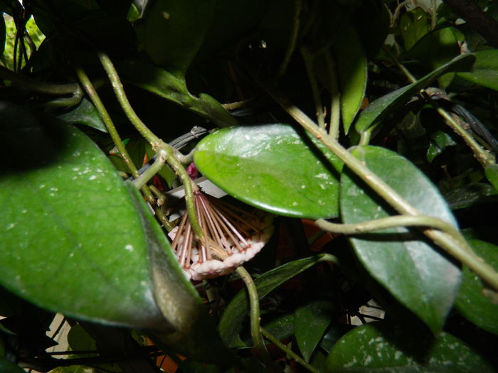 DSCN1655