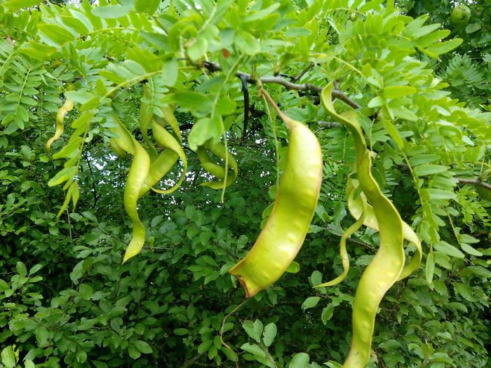 Gladita pastai; Pastai de gladita
