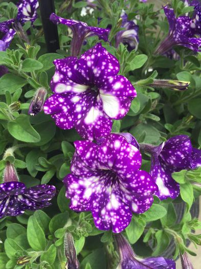 Petunia 'Night Sky'