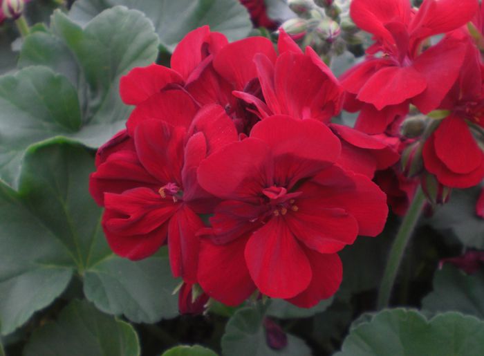 Geranium-Calliope-Burgundy - 02-Muscate