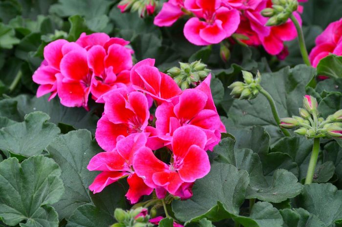 geranium-calliope-crimson-flame - 02-Muscate