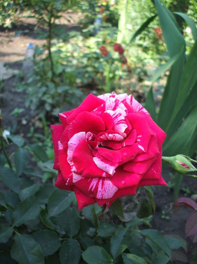 DSCF1023 - trandafiri 0