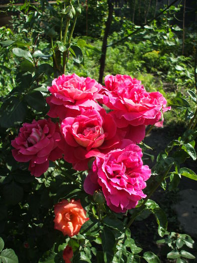 DSCF1010 - trandafiri 0