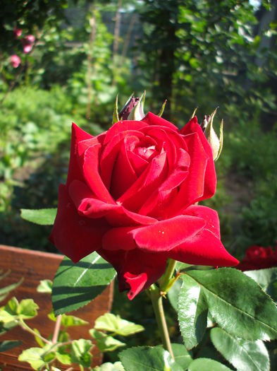DSCF1021 - trandafiri 0