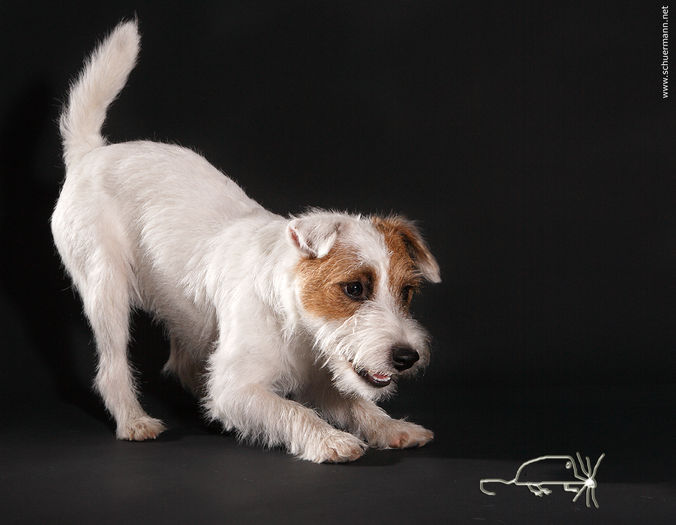 14172765[1] - Parson russell terrier