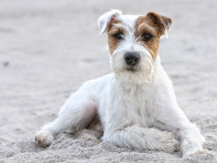 17219180[1] - Parson russell terrier