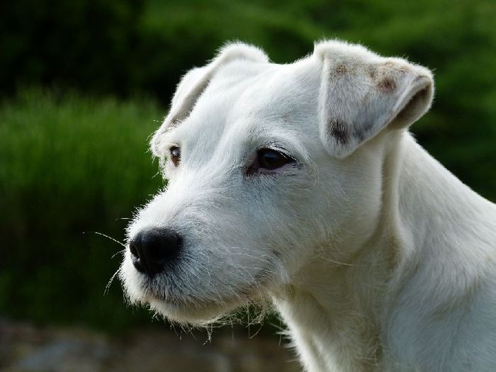 chiens-Parson-Russell-Terrier-df009118-ac5b-34e4-3182-61d1905412c1 - Parson russell terrier