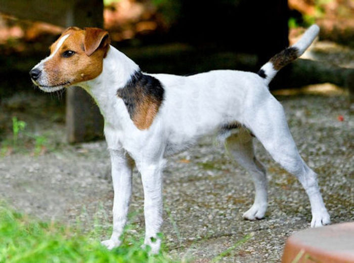 parson-russel-terrier - Parson russell terrier