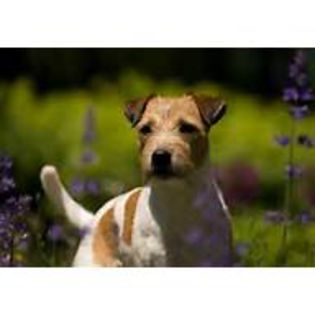 th (1) - Parson russell terrier