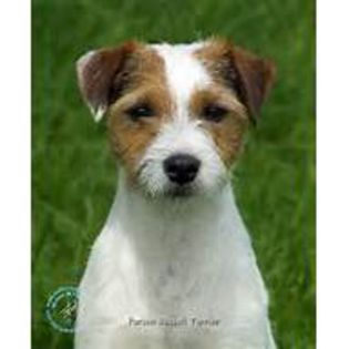 th (3) - Parson russell terrier