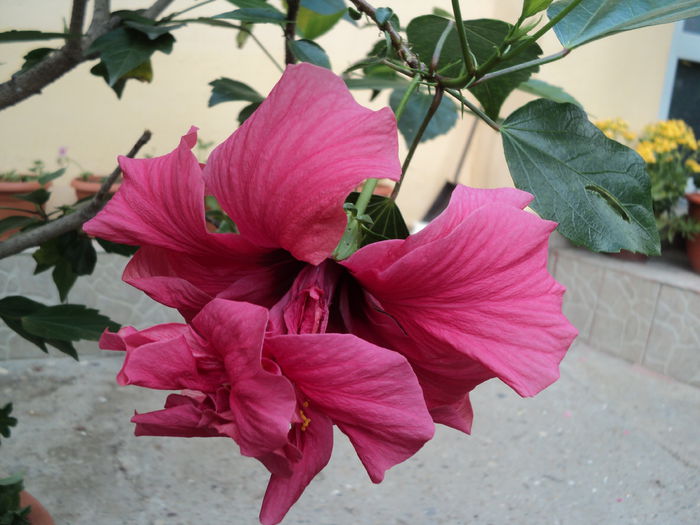 DSC02815 - hibiscusi 2015