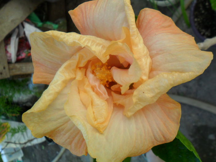 irma jean - hibiscusi 2015-4