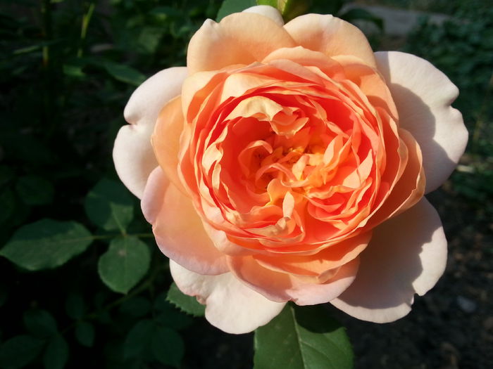 lady of shalott