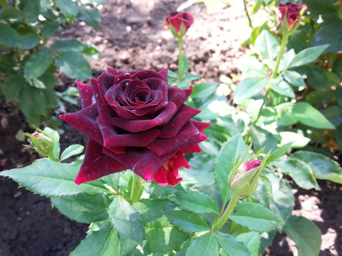 20150620_103444[1]