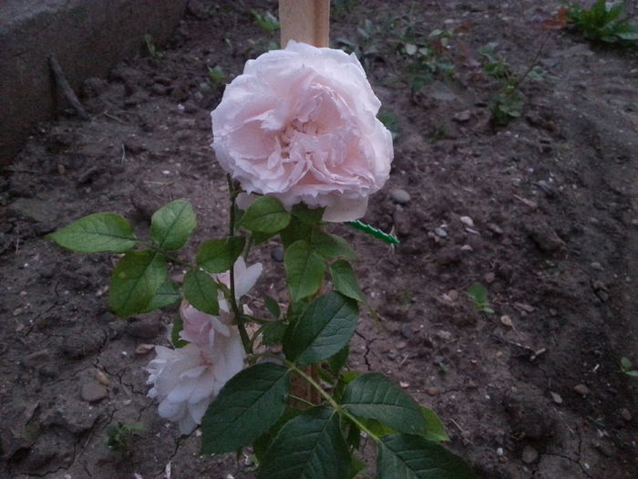 the wedgood rose