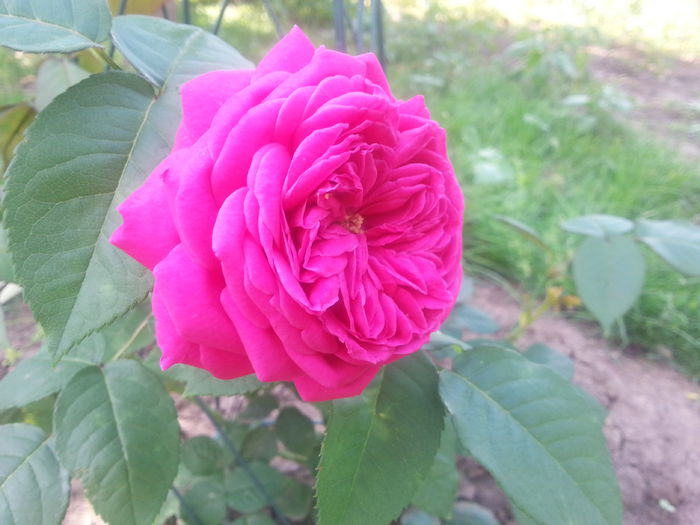 reine des violettes