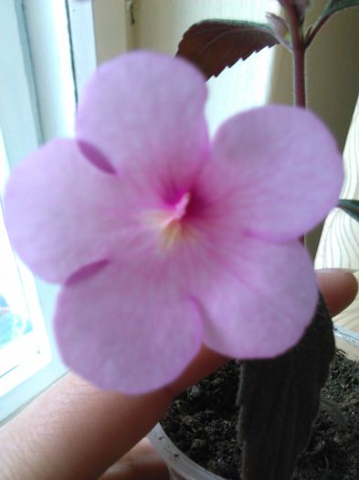 achimenes Peach blossom