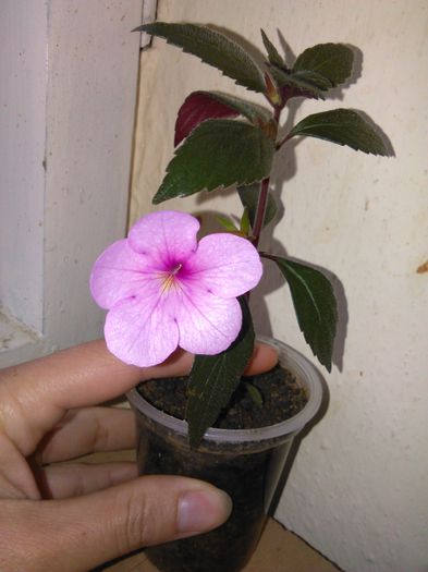 achimenes Peach blossom 26.06.2015