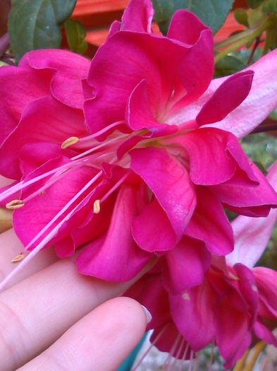 fuchsia bella rosella - f fuchsia-bella-rosella