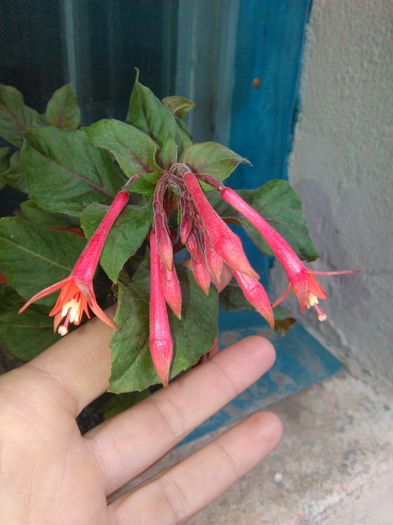 Fuchsia Gartenmeister Bonstedt - f Fuchsia Gartenmeister Bonstedt