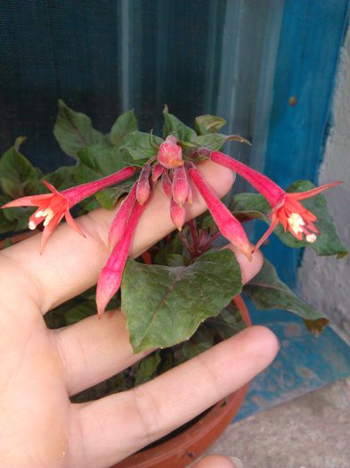 Fuchsia Gartenmeister Bonstedt