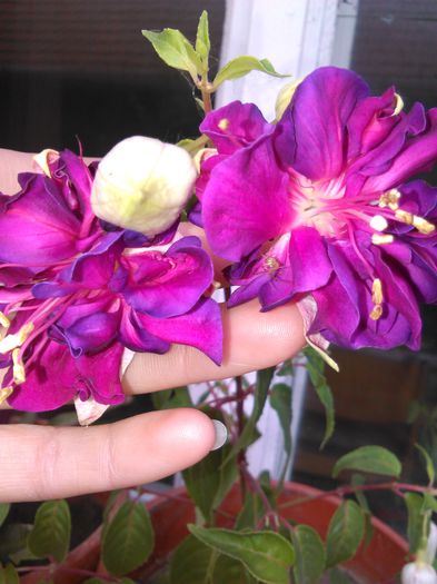 fuchsia deep purple