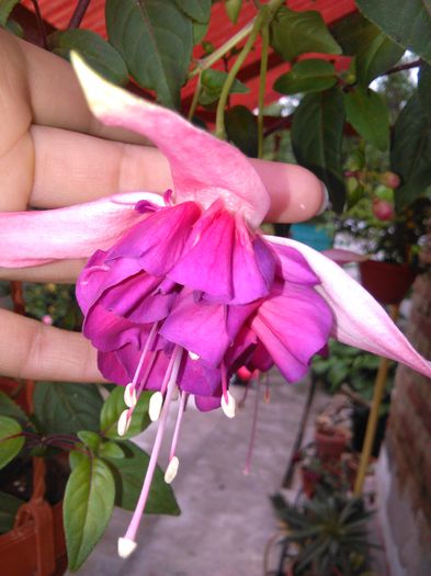 fuchsia bella rosella - f fuchsia-bella-rosella