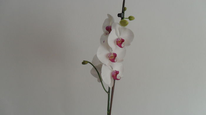 SAM_2667 - phalaenopsis