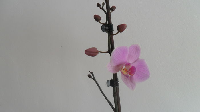 SAM_2668 - phalaenopsis