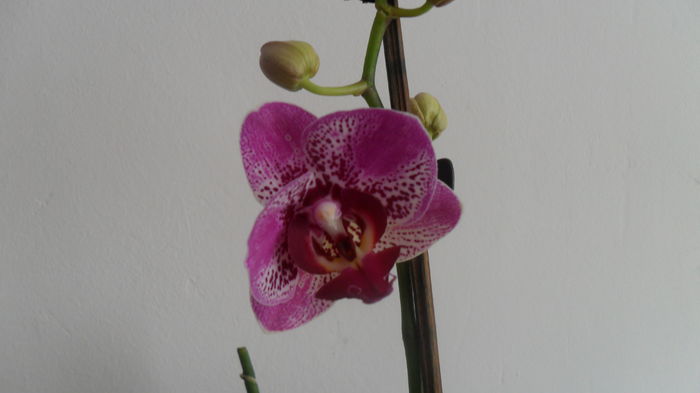 SAM_2669 - phalaenopsis