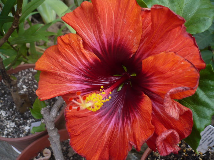 Tahitian Fire Walker - HIBISCUSI 2015-1