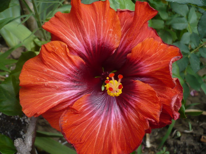 P1220858 - HIBISCUSI 2015-1