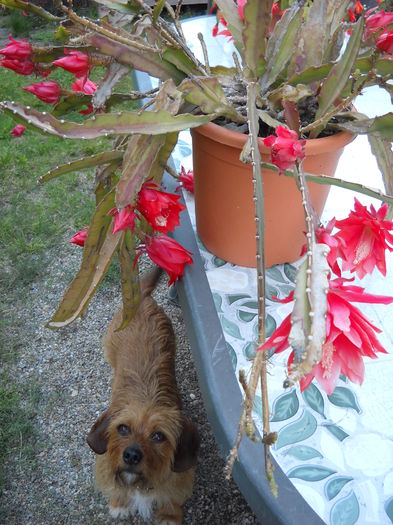 Imi place Cactusul - EPYFILIUM 1 Oxypetalum