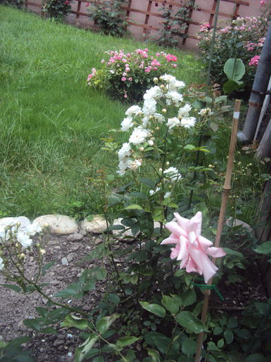 DSC01670 - Pharisaer