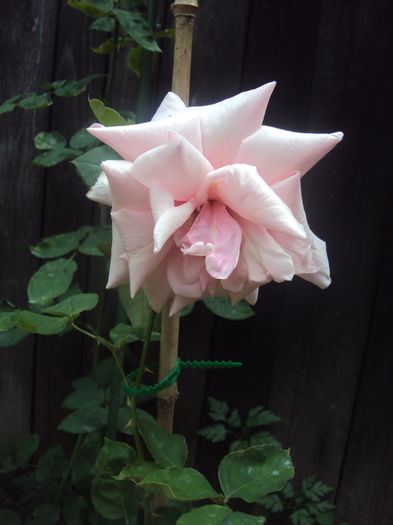 DSC01658 - Pharisaer