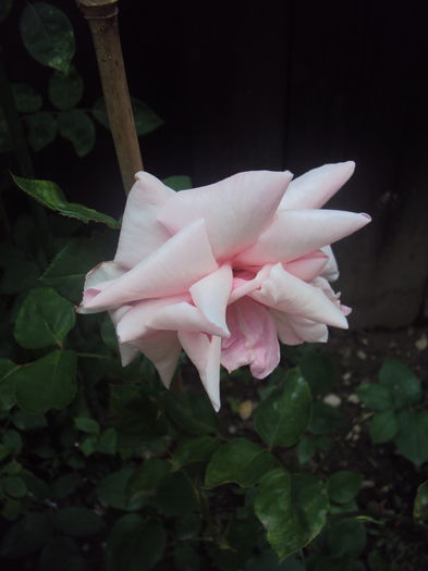 DSC01663 - Pharisaer