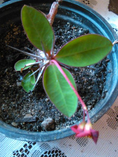 Euphorbia milii rosu