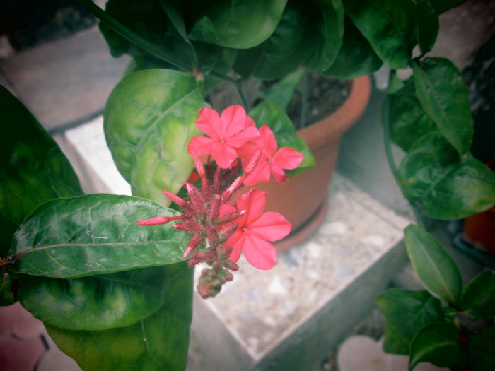 IMG_2764 - flori de mai iunie 2015