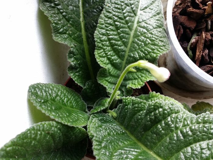 20150630_182620 - Plante in ghiveci 2015