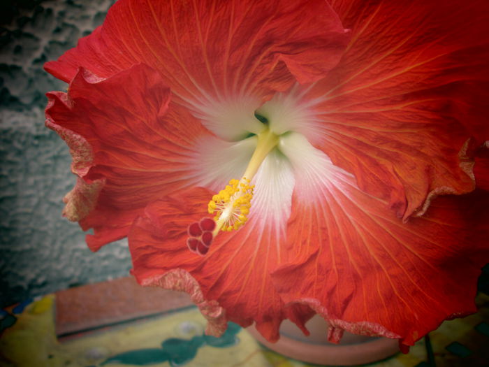 IMG_2784 - flori de mai iunie 2015