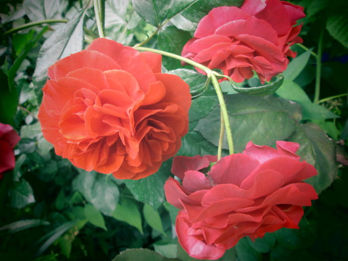 IMG_2795 - flori de mai iunie 2015