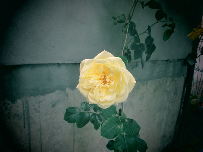 IMG_2798 - flori de mai iunie 2015