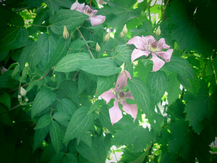 IMG_2803 - flori de mai iunie 2015
