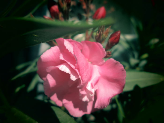 leandru cu floare mare roz parfumat
