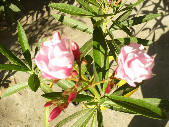 P1120296 - Leandrii 2015