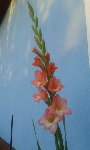 003 - dragostea  de natura