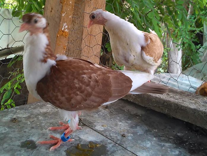 din moriscari - z1-pui 2015 2016 2017 2018