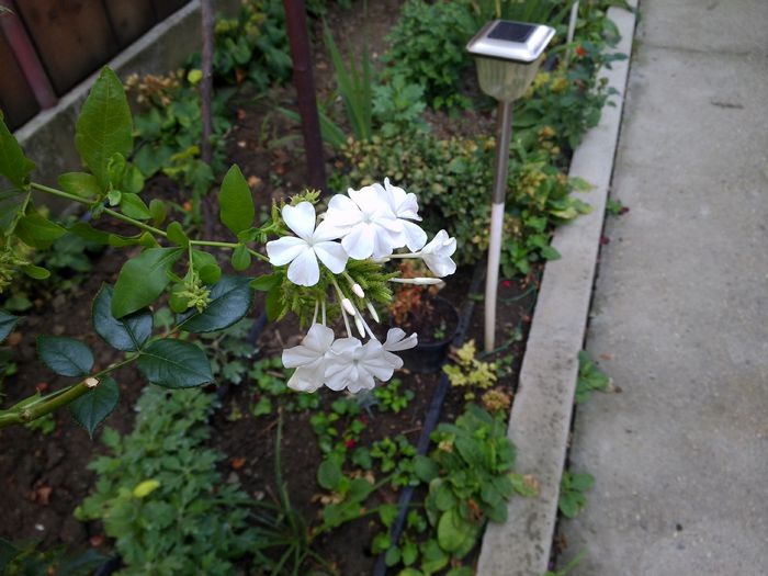 IMG_20150627_103115 - poze 2015