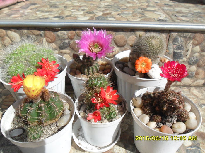 SAM_0294 - Cactusi si suculente 2015