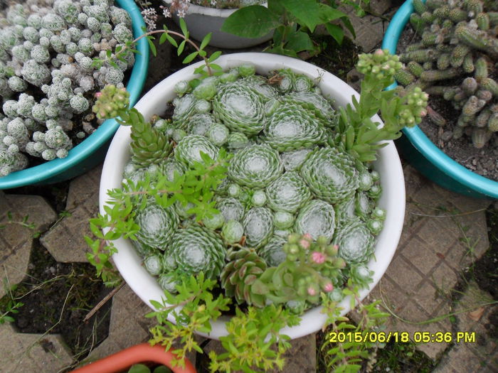 SAM_0297 - Cactusi si suculente 2015
